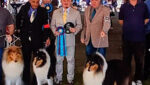 Nacional do Collie 2025