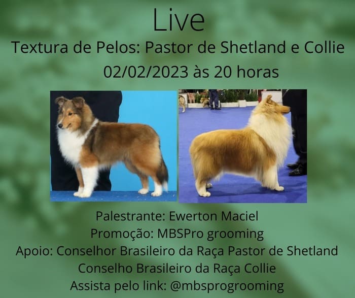 Palestra Online sobre textura de pelos do Collie