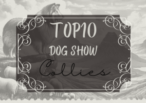 Ranking DogShow – TOP10 Collies 2008