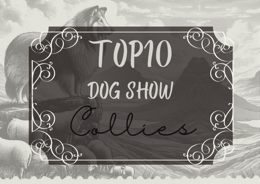 Ranking DogShow - TOP10 Collies 2008