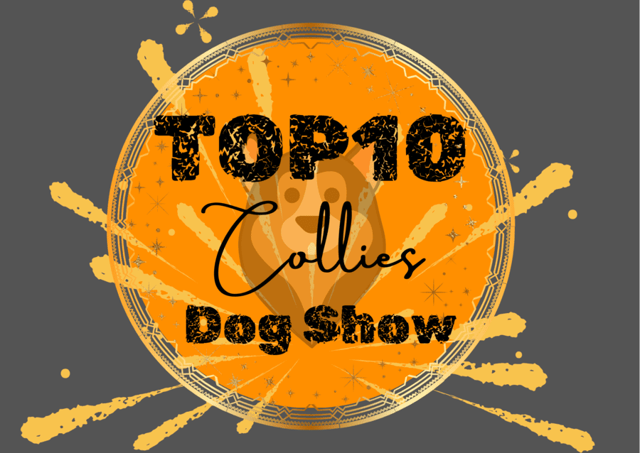 Ranking DogShow - TOP10 Collies 2009
