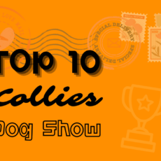 Ranking DogShow – TOP10 Collies 2010