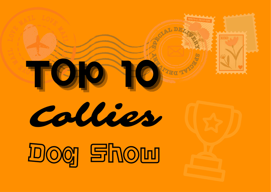 Ranking DogShow - TOP10 Collies 2010