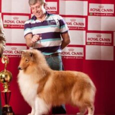 Melhor Collie de 2007 – Vencedores do Ranking CBKC