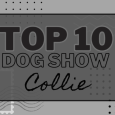 Ranking DogShow – TOP10 Collies 2011