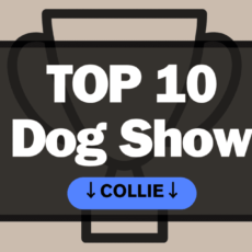 Ranking DogShow – TOP10 Collies 2012
