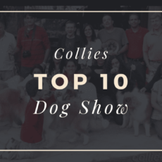 Ranking DogShow – TOP10 Collies 2013