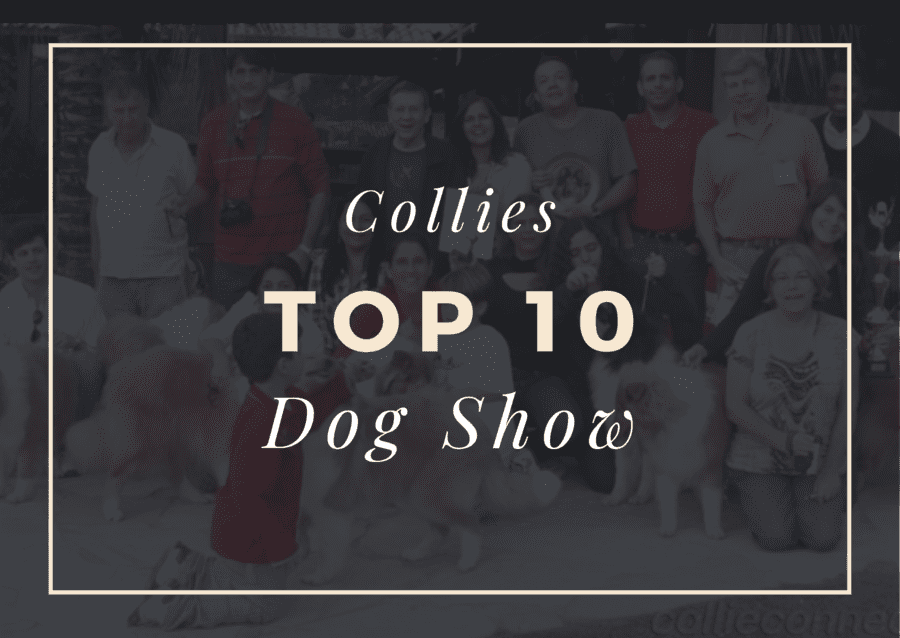 Ranking DogShow - TOP10 Collies 2013