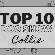 Ranking DogShow – TOP10 Collies 2014