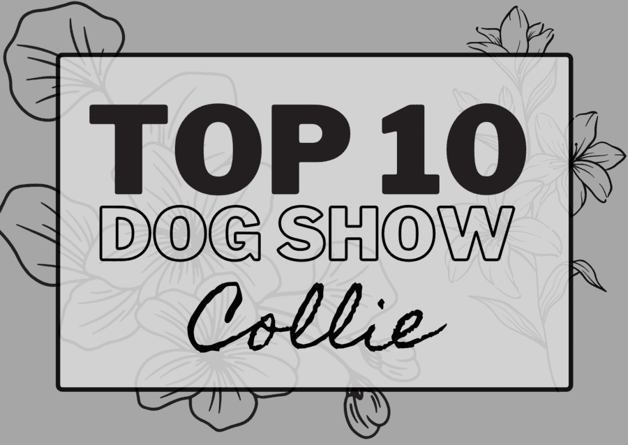 Ranking DogShow - TOP10 Collies. Os 10 Melhores Collies em pista no ano de 2014.