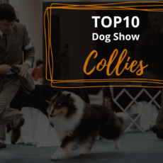 Ranking DogShow – TOP10 Collies 2015