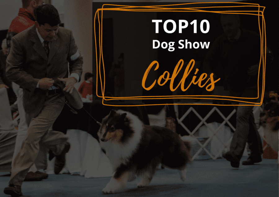 Ranking DogShow - TOP10 Collies 2015