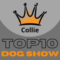 Ranking DogShow – TOP10 Collies 2016