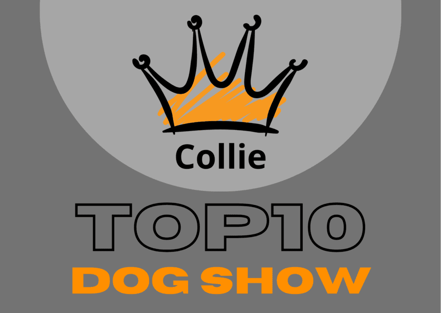 Ranking DogShow - TOP10 Collies 2016
