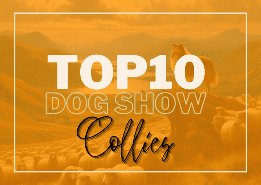 Ranking DogShow - TOP10 Collies 2017