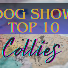 Ranking DogShow – TOP10 Collies 2018