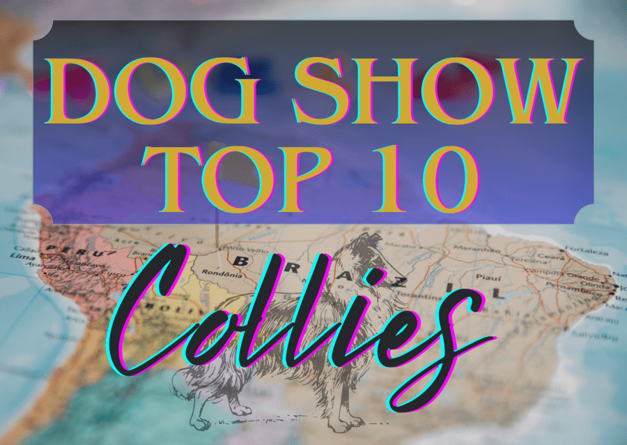 Ranking DogShow - TOP10 Collies 2018