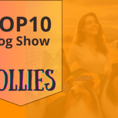 Ranking DogShow – TOP10 Collies 2019