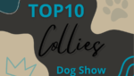 Ranking DogShow - TOP10 Collies 2020