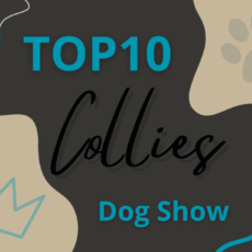 Ranking DogShow – TOP10 Collies 2020