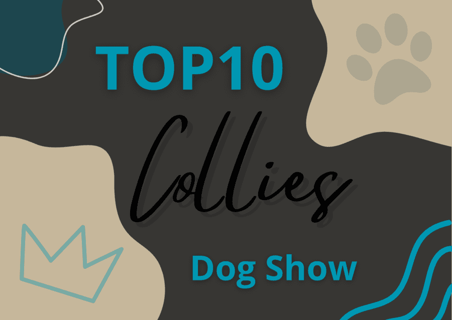 Ranking DogShow - TOP10 Collies 2020