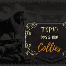 Ranking DogShow – TOP10 Collies 2021
