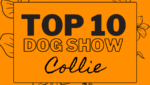 Ranking DogShow - TOP10 Collies 2022