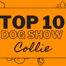 Ranking DogShow – TOP10 Collies 2022
