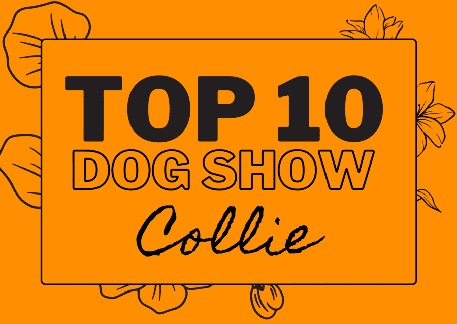 Ranking DogShow - TOP10 Collies 2022