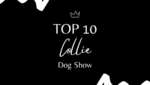 Ranking DogShow - TOP10 Collies 2023