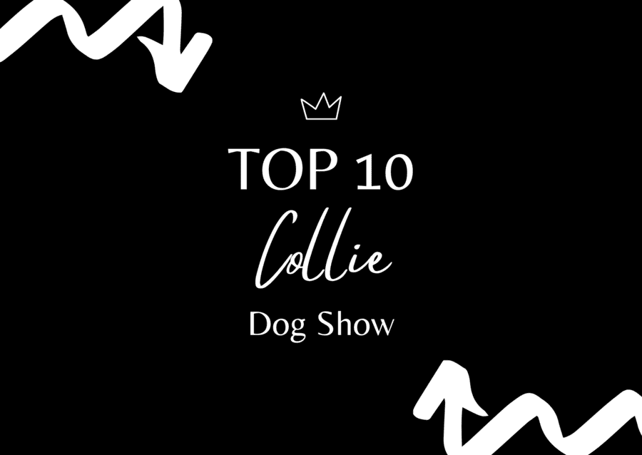 Ranking DogShow - TOP10 Collies 2023