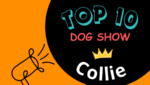 Ranking DogShow - TOP10 Collies 2025