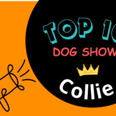 Ranking DogShow – TOP10 Collies 2025