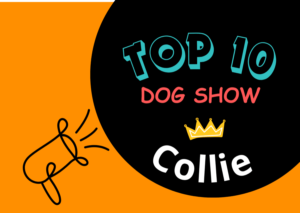 Ranking DogShow – TOP10 Collies 2025