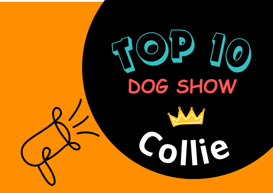Ranking DogShow – TOP10 Collies 2025
