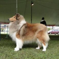 Melhor Collie de 2014 – Vencedores do Ranking CBKC