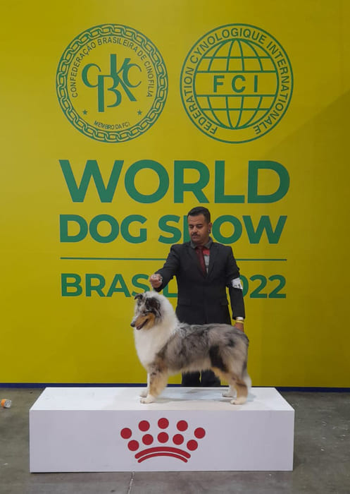 Melhor Collie do Sexo Oposto de 2023 Manakel-Cleopatra