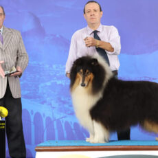 DCRC – 3ª Expo Especializada da raça Collie
