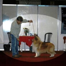 139ª Expo Esp. da raça Collie – 2009