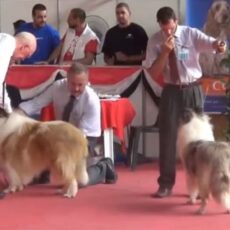 147ª Expo Esp. da raça Collie – 2014