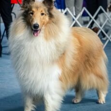 Vencedores 2020 DogShow – Collie
