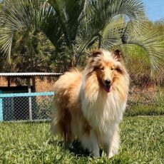 Vencedores 2018 DogShow – Collie