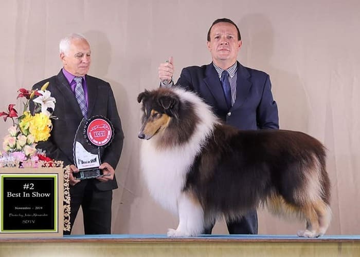 Vencedores 2018 DogShow - Collie - Ch_Manakel-Godfather_Don