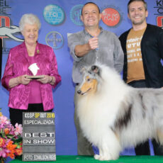 Vencedores 2017 DogShow – Collie