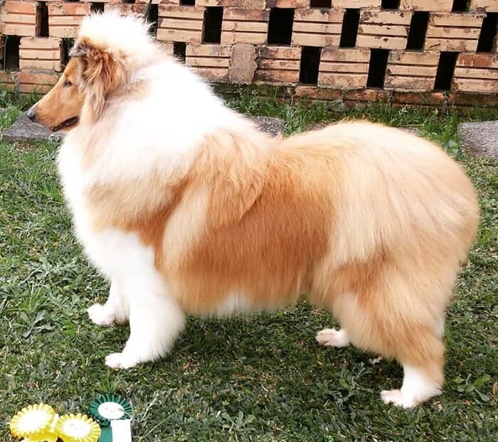 Vencedores 2019 DogShow - Collie - Ch_Nikita_Sagaldogs_do_Saltnho_da_Pedreira