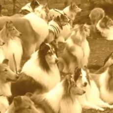 Encontro dos Collies no Japão