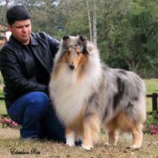 Vencedores 2006 DogShow – Collie