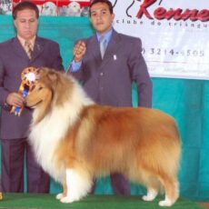 Vencedores 2007 DogShow – Collie
