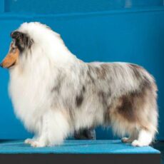 Vencedores 2013 DogShow – Collie