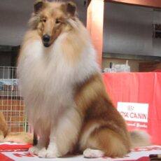 Vencedores 2009 DogShow – Collie